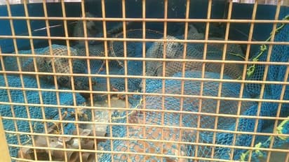 ஜனாதிபதி வருகையை முன்னிட்டு தீவிர நாய் பிடிக்கும் பணியில் நகராட்சி ஊழியர்கள்