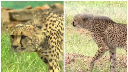 കുനോ ദേശീയ ഉദ്യാനത്തിൽ ഒരു ചീറ്റ കൂടി ചത്തു; ഇതിനോടകം ചത്തത് ഒൻപതെണ്ണം