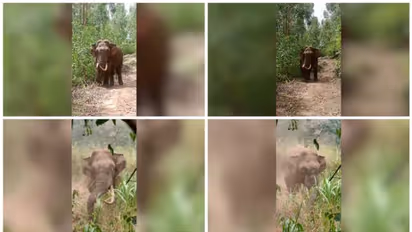 തലയാറിൽ തമ്പടിച്ച് പടയപ്പ! അരിയും പുല്ലും കഴിച്ച് ജനവാസമേഖലയിൽ, ആശങ്കയിൽ തൊഴിലാളികൾ, തുരത്തണമെന്ന് ആവശ്യം  