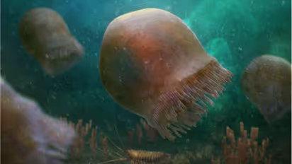 கனடாவில் உலகின் மிகப் பழமையான ஜெல்லி மீன் புதைபடிவங்கள் கண்டுபிடிப்பு! அதுக்கு பேரு என்ன தெரியுமா?