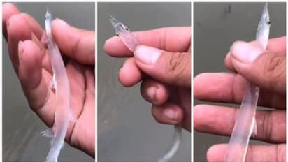 'എല്ലുമില്ല, പല്ലുമില്ല... കണ്ണ് മാത്രം'; കൗതുകമുണര്‍ത്തിയ 'സുതാര്യ മത്സ്യ' ത്തിന്‍റെ വീഡിയോ വൈറല്‍ !