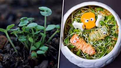 Better digestion to detoxification: Health benefits of Sprouts are endless!