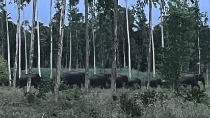 ಮಳವಳ್ಳಿ: ಕಾರ್ಯಾಚರಣೆ ಯಶಸ್ವಿ, 9 ಕಾಡಾನೆಗಳು ಮತ್ತೆ ಶಿಂಷಾ ಕಾಡಿನತ್ತ