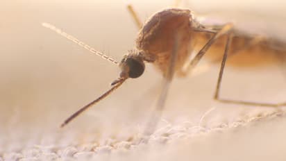 Here is everything that you need to know about Dengue