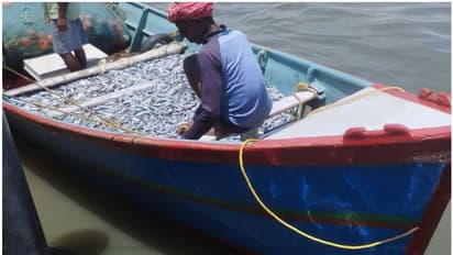  ഹാര്‍ബറുകളില്‍ മിന്നല്‍ പരിശോധന; ചെറുമത്സ്യങ്ങളെ പിടിച്ചവര്‍ക്കെതിരെ നടപടി