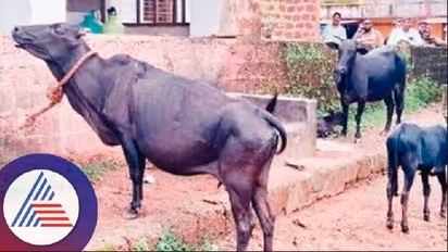ಉತ್ತರ ಕನ್ನಡ: ರೇಬಿಸ್ಗೆ ತುತ್ತಾದ ಹಸುವಿನಿಂದ ಜನರ ಮೇಲೆ ದಾಳಿ