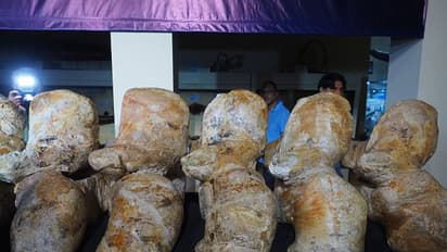 ലഭിച്ചത് ഏതാനും അസ്ഥികള്, അതിന് മാത്രം ഭാരം എട്ട് ടണ്; അതിഭീമാകാരമായ തിമിംഗലത്തിന്റെ ഫോസില് കണ്ടെത്തി!