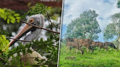 Mudumalai to Guindy: 5 National Parks of Tamil Nadu