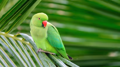 ಯುರೋಪ್ ನಲ್ಲಿ  ಗಿಳಿ ಜ್ವರಕ್ಕೆ 5 ಬಲಿ, ನಿಮಗೂ ಕಾಡಬಹುದು ಹುಷಾರಾಗಿರಿ!