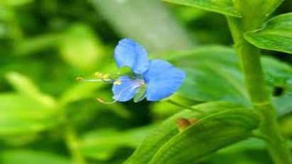 காம உணர்வும், ஆண்மையும் அதிகரிக்க இந்த கீரையை கண்டிப்பாக சாப்பிடுங்க..!!