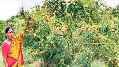 ಚಿಕ್ಕಮಗಳೂರು: ಸುಡುಗಾಡು ಸಿದ್ಧರ ಮಹಿಳೆಯ ಕೃಷಿ ಸಾಧನೆ