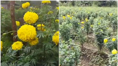 കള്ളന്മാർ പൂക്കൾ മോഷ്ടിക്കുന്നു; ഓണവിപണി പ്രതീക്ഷിച്ച് ചെണ്ടുമല്ലി കൃഷി ചെയ്ത കുടുംബശ്രീ വനിതകൾ ദുരിതത്തിൽ