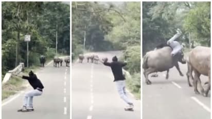 38 ലക്ഷം ലൈക്ക്, ആറ് കോടി കാഴ്ചക്കാര്‍; സ്കേറ്റ്ബോർഡില്‍ പറന്ന് പോകവേ പോത്തുമായി കൂട്ടിയിടി, വീഡിയോ വൈറല്‍ !