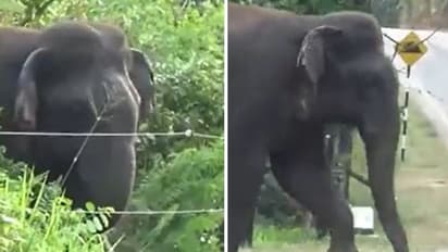 'കളി വേണ്ട'; കാടിറങ്ങാതിരിക്കാൻ നിര്മ്മിച്ച 'കെണി' വെട്ടിക്കുന്ന ആനയെ കണ്ടോ...