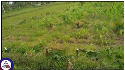 Davanagere: ರೈತನ ಮೇಲಿನ ದ್ವೇಷಕ್ಕೆ 780 ಅಡಿಕೆ ಗಿಡ ಕತ್ತರಿಸಿದ ದುಷ್ಕರ್ಮಿಗಳು