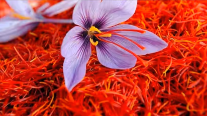 ಒಂದು ಕೇಜಿಗೆ 3 ಲಕ್ಷ ರೂ: ಕಾಶ್ಮೀರದ ಕೆಂಪು ಚಿನ್ನವೀಗ ಬೆಳ್ಳಿಗಿಂತಲೂ ದುಬಾರಿ