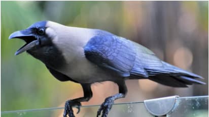 கனவில் காகம் வந்தால் கெட்டதா? இதை நீங்கள் உணர்ந்ததுண்டா?