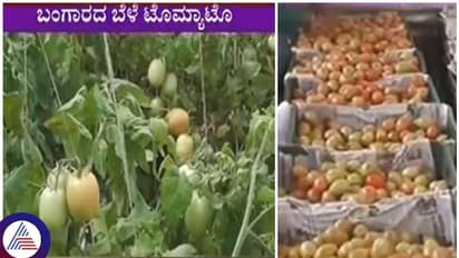 40 ಸಾವಿರ ರೂ. ಭೋಗ್ಯದ ಜಮೀನಿನಲ್ಲಿ ಟೊಮೆಟೊ ಬೆಳೆದು 1 ಕೋಟಿ ರೂ. ಸಂಪಾದಿಸಿದ ರೈತ