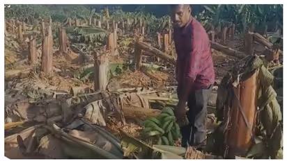  വെട്ടിയത് 406 വാഴകൾ, ഓണത്തിന് കുലച്ച വാഴക്കുലകൾ വെട്ടിമാറ്റി കെഎസ്ഇബിയുടെ ക്രൂരത; നിറകണ്ണുകളോടെ യുവ ക‍ർഷകൻ