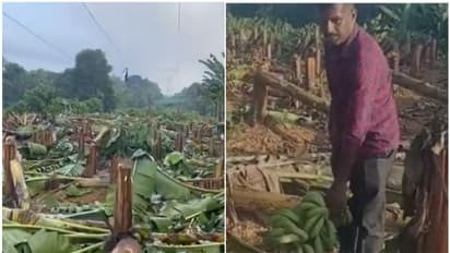 വെട്ടിയത് 460 വാഴകൾ; 'കുലച്ച് കുലകൾ വിൽക്കാറായപ്പോഴല്ല വരേണ്ടത്, ക്രൂരത'; കെഎസ്ഇബിയോട് കടുപ്പിച്ച് കൃഷിമന്ത്രി