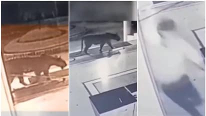 വൈസ് ചാൻസലറുടെ ഓഫീസിന് സമീപം ടി - 123; ഭയന്ന് വിറച്ച് വിദ്യാർഥികൾ, മതിൽ ചാടിക്കടന്ന് എത്തി; സ‍ർവകലാശാല അടച്ചു