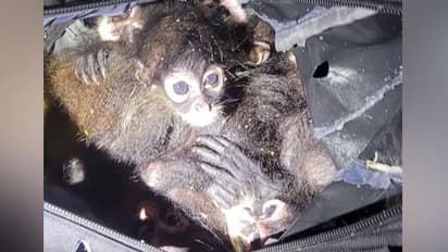 தோள்பையில் அடைத்து கடத்திய அரிய வகை ஸ்பைடர் குரங்குகள் மீட்பு! அமெரிக்க போலீஸ் நடத்திய அதிரடி ஆபரேஷன்!