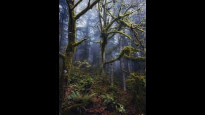 38 കോടി വര്ഷം പഴക്കം; ലോകത്തിലെ ഏറ്റവും പഴക്കം ചെന്ന വനം കണ്ടെത്തി !