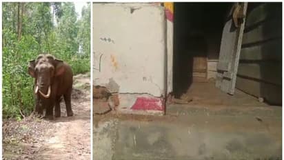 മൂന്നാർ വിട്ടു, പടയപ്പ ഒരു മാസത്തിലേറെയായി മറയൂർ മേഖലയിൽ, റേഷൻകടയും വീടും തകർത്തു