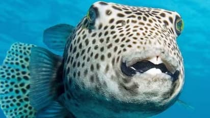 പഫർഫിഷ് മുതൽ ജാതിക്ക വരെ, ശ്രദ്ധിച്ചില്ലെങ്കിൽ അങ്ങേയറ്റം അപകടമുണ്ടാക്കാവുന്ന അഞ്ച് ഭക്ഷണങ്ങൾ