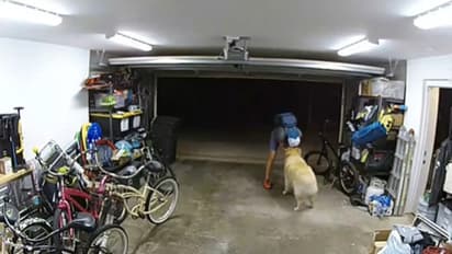  'മസാജൊക്കെ ചെയ്തതല്ലേ, ഒരു ലക്ഷത്തിന്റെ സൈക്കിളിരിക്കട്ടെ..', കള്ളന് 'കഞ്ഞിവച്ച' കാവൽ നായ, വീഡിയോ വൈറൽ