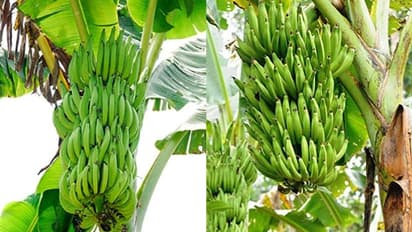 എന്താണീ സ്വർണമുഖി വാഴ? നേന്ത്രവാഴയെ പരിചരിക്കേണ്ടത് എങ്ങനെ ?