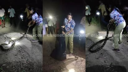 25 കിലോ തൂക്കം, 12 അടി നീളം; കൂറ്റൻ പെരുമ്പാമ്പിനെ വലിച്ചെടുത്ത് ചാക്കിലാക്കി വനിതാ ബീറ്റ് ഫോറസ്റ്റ് ഓഫീസർ