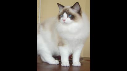 ಈ ಬಣ್ಣದ ಬೆಕ್ಕು  ಮನೆಗೆ ಬಂದರೆ ಅದೃಷ್ಟ.. ಸಂಪತ್ತು ವೃದ್ಧಿ