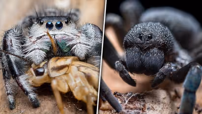 National Tarantula Appreciation Day 2023: Celebrating enigmatic arachnids, their ecological importance