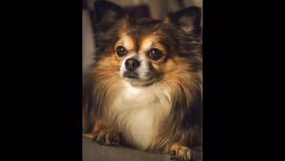 உங்கள் செல்ல நாய் ஆரோக்கியமாக இருக்க இந்த உணவுகளை கொடுங்கள்..!!