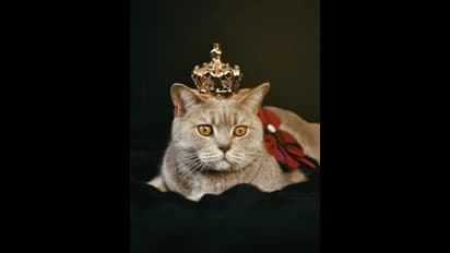 ಬೆಕ್ಕು ಅಪಶಕುನ ಅಲ್ಲ, ಅದು ಮನೆಗೆ ಲಕ್; ಎಷ್ಟೆಲ್ಲಾ ಸಮಸ್ಯೆ ದೂರವಾಗುತ್ತೆ ಗೊತ್ತಾ..?