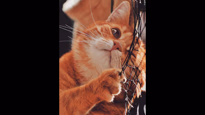 ರಾತ್ರಿ ಹೊತ್ತು ಬೆಕ್ಕು ಜೋರಾಗಿ ಅತ್ತರೆ ಅಶುಭವೇ?