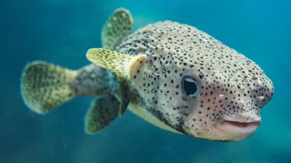 சரியாக சமைத்து சாப்பிடலனா அவ்வளவு தான்.. கொடிய விஷமாக மாறக்கூடிய 5 உணவுகள் - மக்களே உஷார்!