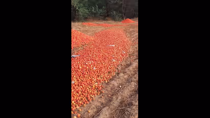 ಹೊಸ ಟೊಮೆಟೋ ಬೆಳೆ ಮಾರುಕಟ್ಟೆಗೆ ಆಗಮನ: ಟೊಮೆಟೋ ಬೆಲೆ ಇಳಿಕೆ