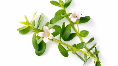Hair Care: 5 revolutionary ways Brahmi Oil is a boon