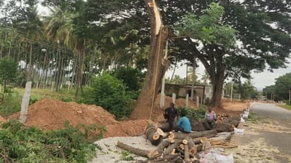 ಚಿಕ್ಕಬಳ್ಳಾಪುರ: ಹೆದ್ದಾರಿ ಅಗಲೀಕರಣಕ್ಕೆ ಮರಗಳ ಮಾರಣ ಹೋಮ..!