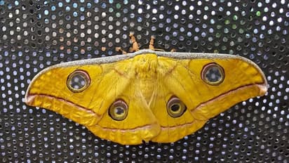 ಅಪರೂಪದ ‘ಜಪಾನಿಸ್‌ ಸಿಲ್ಕ್‌ ಮೋತ್‌’ ಚಿಟ್ಟೆ ಬೆಂಗಳೂರಿನಲ್ಲಿ ಪತ್ತೆ