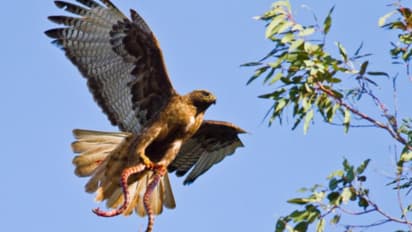 പരുന്ത് കൊത്തിയെടുത്ത പാമ്പ് നിലത്ത് നിന്ന 64കാരിയുടെ കയ്യിലേക്ക്, പിന്നാലെ നടന്നത്...