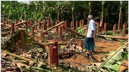 കെഎസ്ഇബിയുടെ വാഴ വെട്ടൽ; കേസെടുത്ത് മനുഷ്യാവകാശ കമ്മീഷൻ, 15 ദിവസത്തിനകം വിശദീകരണം നൽകണം