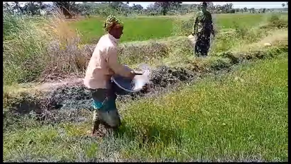 வாளியில் தண்ணீர் தெளித்து நெல் பயிர்களை காப்பாற்ற துடிக்கும் பெண் விவசாயி; திருவாரூரில் வேதனை