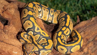 Serpentine smuggling: Man's bizarre attempt to hide 14 snakes in pockets foiled at China-Hong Kong border