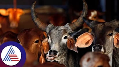 ಇಲ್ಲಿ ಪ್ರಾಣಿಗಳಿಗೂ ಸಿಗುತ್ತೆ ವೀಕೆಂಡ್ ರಜಾ