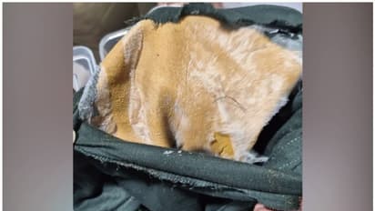 അടിവസ്ത്രത്തിൽ ദ്രാവകരൂപത്തിൽ തേച്ചടക്കം കടത്ത്! കസ്റ്റംസ് പൊക്കിയത് 34 ലക്ഷം രൂപയുടെ സ്വര്‍ണം