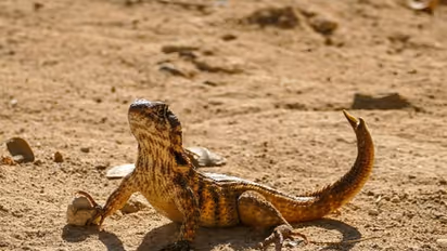 Ancient lizard-like species that lived 247 million years ago discovered in Australia