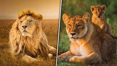 World Lion Day 2023: Date, history, significance